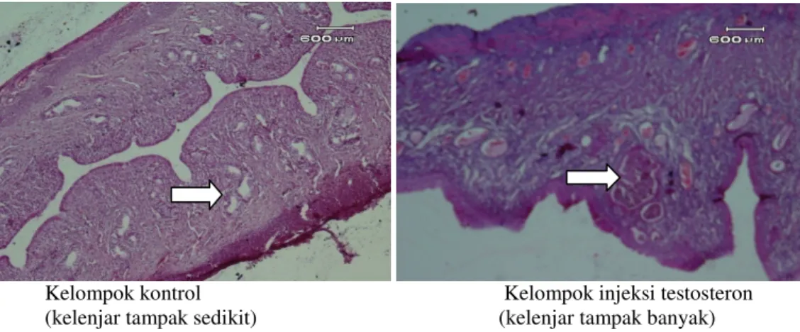 Gambar  2.  Ekspresi  rIGF-1  pada  sel  endometrium  Rattus  novergicus  kelompok  kontrol  dan  perlakuan  (pembesaran 400x) 