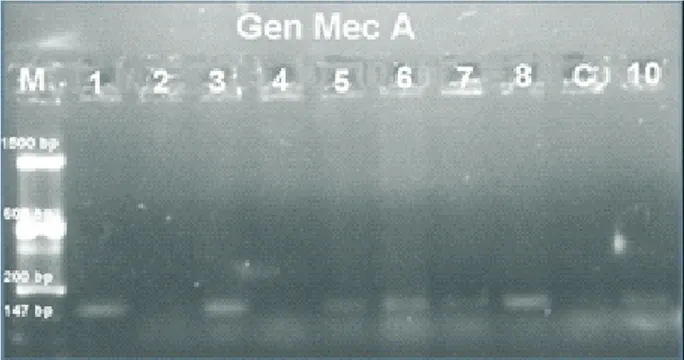 Gambar 1 Hasil Identifikasi Gen mecA dengan Metode PCR 