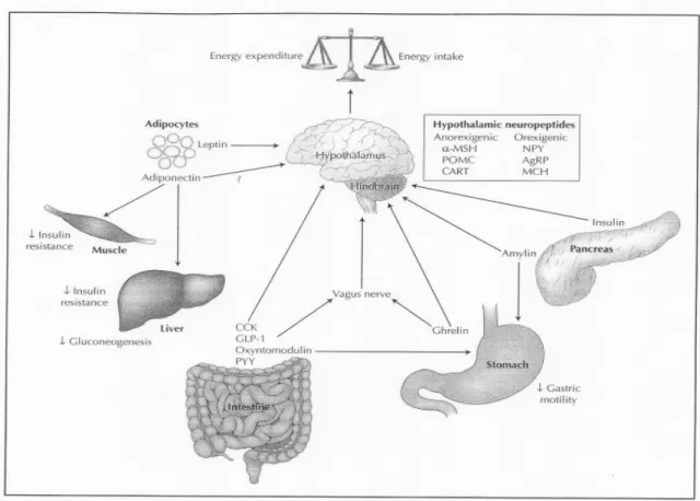 Gambar 1. Diagram Homeostasis Metabolisme Energi. 14,15