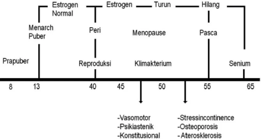 Gambar 2.4. Kadar Estrogen pada Masa Kehidupan Wanita (Rachman,2009)  II.4. Menopause  