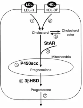 Fig. 1. Pathway for progesterone biosynthesis in a generic luteal cell. Three  sources of cholesterol can be utilized for substrate: 1) low-density lipoprotein  (LDL), 2) high-density lipoprotein (HDL), or 3) hydrolysis of stored  cholesterol esters by cho