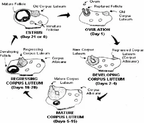 Gambar 6 Siklus Hidup Corpus Luteum  Pembentukan Corpus Luteum 