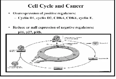 Gambar 4. Siklus sel kanker.  37