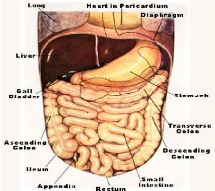 Gambar 8. Anatomi sistema Gastrointestinal  31