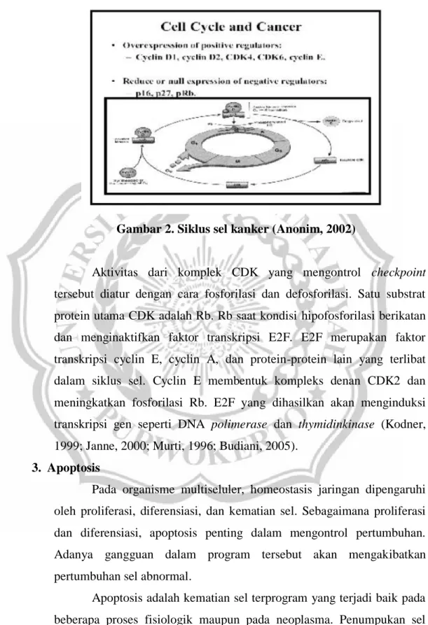 Gambar 2. Siklus sel kanker (Anonim, 2002) 