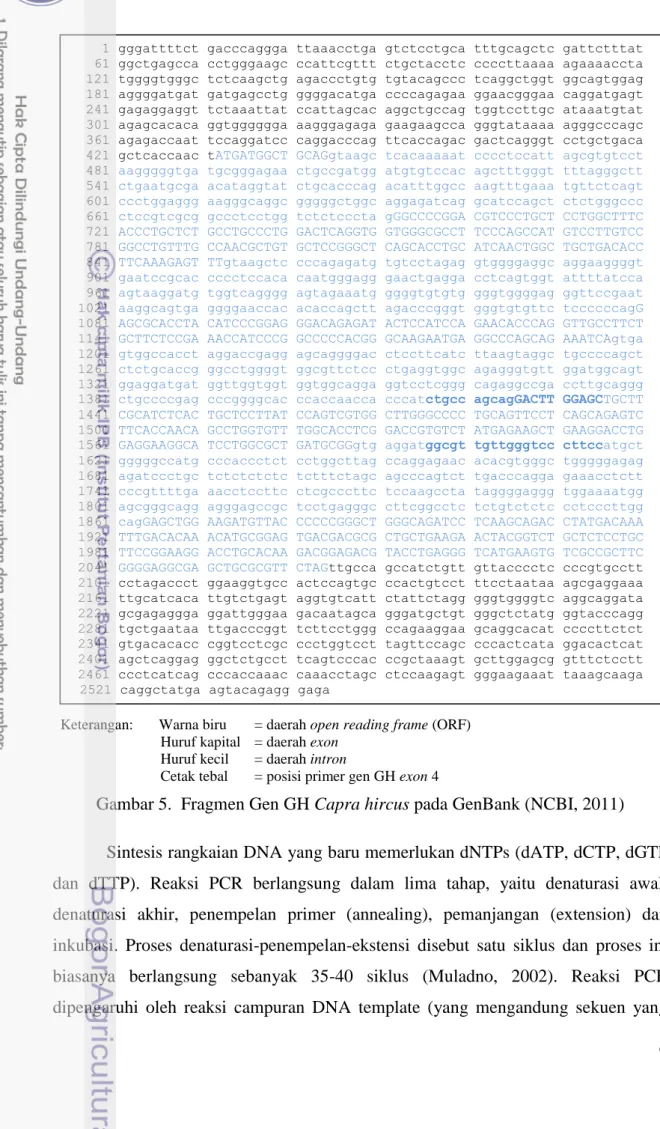 Gambar 5.  Fragmen Gen GH Capra hircus pada GenBank (NCBI, 2011) 