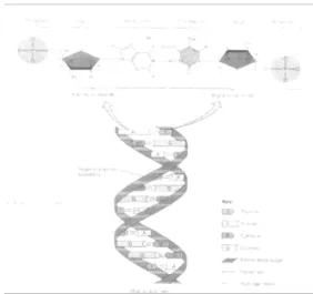 Gambar 8.1. Konfigurasi molekuler dan struktur kimia DNA Replikasi informasi hereditair di dalam sel bertujuan 