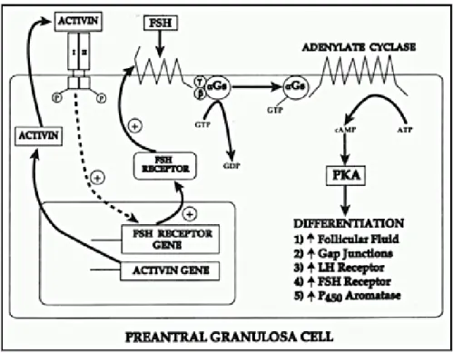 Gambar 10. Differensiasi dini dari sel granulosa saat folikulogenesis akan  diikuti  dengan  ekspresi  reseptor  FSH