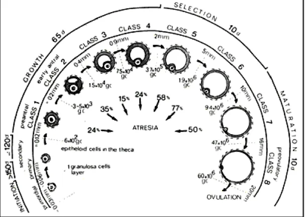 Gambar  2.  Siklus  normal  folikulogenesis  pada  wanita.  (gc=jumlah  sel  granulosa; d=hari)  1