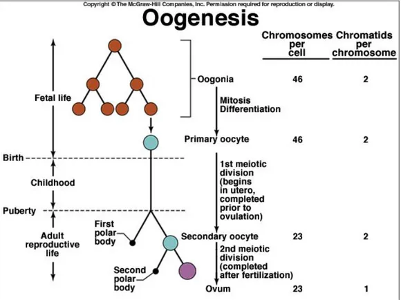 Gambar 3. Proses Oogenesis dalam siklus reproduksi wanita  2