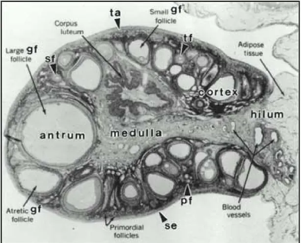 Gambar  4.  Ovarium  dewasa  dapat  dibagi  menjadi  3  bagian:  korteks,  medula,  dan  hilus