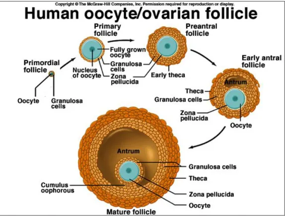Gambar 5. Tahapan perkembangan folikel ovarium  2