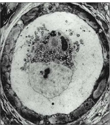 Gambar  6.  Folikel  primordial  pada  manusia  (PF).  Oosit  dengan  vesikel  germinal-nya  (GV)  atau  nukleus  dikelilingi  oleh  satu  lapis  sel  granulosa  skuamous  (GC),  yang  keduanya  dikelilingi  oleh  lamina  basalis  (BL)