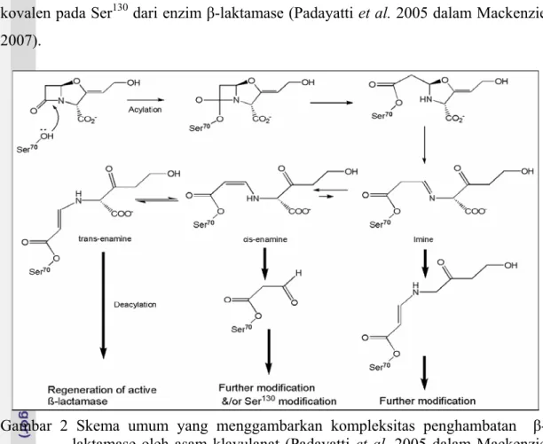 Gambar 2 Skema umum yang menggambarkan kompleksitas penghambatan  β- β-laktamase oleh asam klavulanat (Padayatti et al