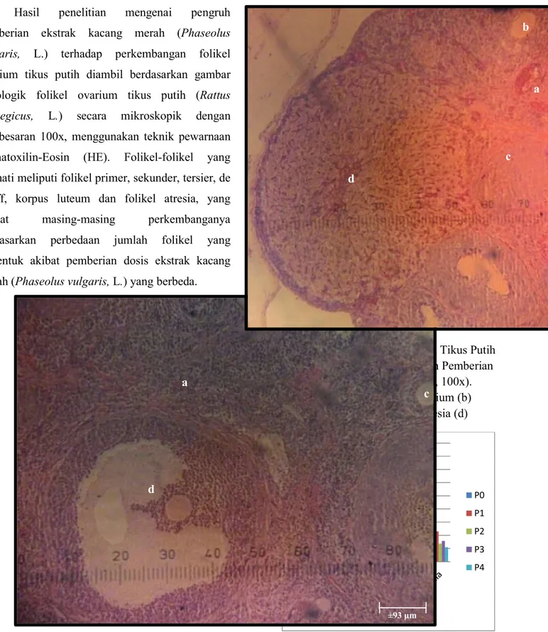 Gambar  1.  Foto  Mikroskopis  Ovarium  Tikus  Putih  Setelah  Mendapat  Perlakuan  Pemberian  Ekstrak Kacang Merah (HE, perbesaran  100x)