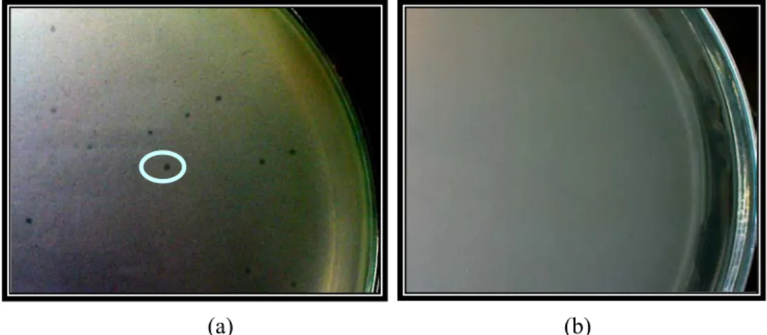Gambar 3   Kisaran inang fage.  Plak muncul pada fage yang diinfeksikan dengan          EPEC K1.1 (a) (diberi tanda lingkaran); sedangkan pada E