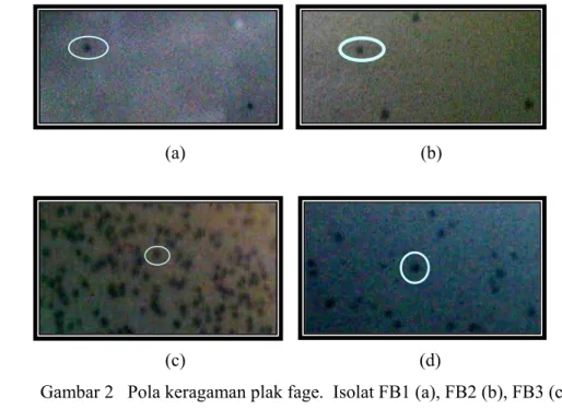 Gambar 2   Pola keragaman plak fage.  Isolat FB1 (a), FB2 (b), FB3 (c),         FB4 (d) (masing-masing plak diberi tanda lingkaran)