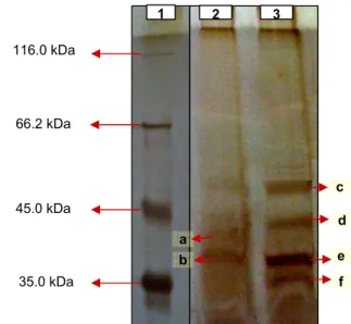 Gambar 4   Kisaran berat molekul protein fage pada SDS-PAGE . 1) Marker.  2)                     Isolat FB4, dengan ukuran pita protein sebesar 40.3 kDa (a) dan 35.9                     kDa (b)