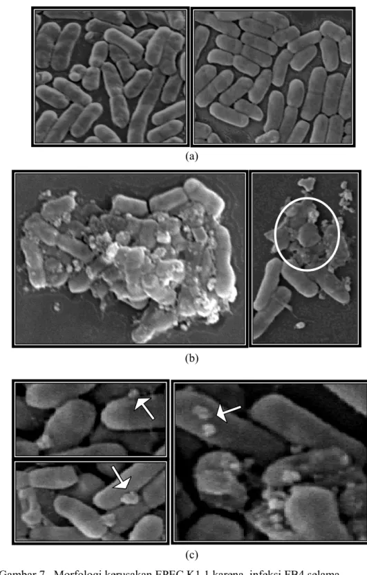 Gambar 7   Morfologi kerusakan EPEC K1.1 karena  infeksi FB4 selama         25 menit. Sel EPEC K1.1 tanpa fage (a);  sel EPEC K1.1 yang          diinfeksi oleh fage dengan inkubasi 25 menit (b), (c)
