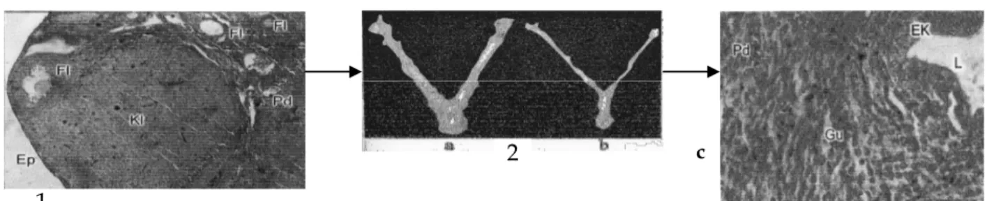 Gambar 1. Sinkronisasi kopulasi, korpus luteum, dan penebalan endometrium