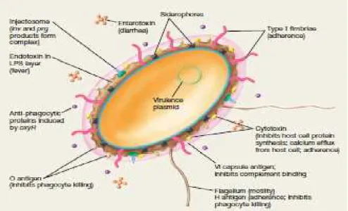 Gambar 2. Virulen faktor pada patogenesis Salmonella  Sumber : Madigan et al (2012)