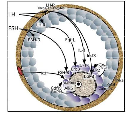 Gambar 2. Sinyal-sinyal intraovarian yang memediasi ovulasi pada mencit.  Gdf-9,  growth  and differentiation factor-9; BMP-15, bone morphogenetic protein-15; PGE 2 ,  prostaglandin E2;  EP2, PGE2 receptor