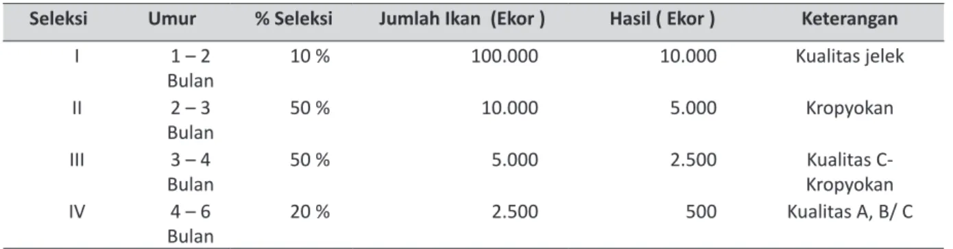 Tabel 4.  Persentase Penyeleksian Ikan Koi.