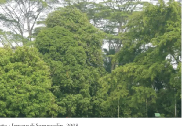 Gambar 4.  Pepohonan di RTH berfungsi sebagai paru-paru  kota yang menyerap polusi udara