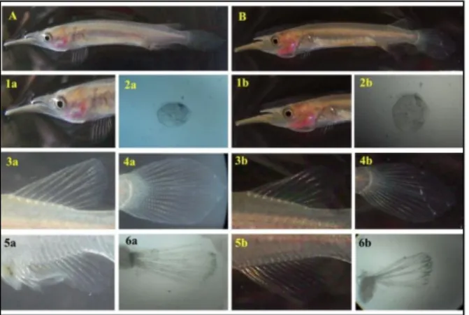 Gambar 6.  Morfologi Umum Ikan Julung-julung (Dermogenys sp.) Pasuruan. A. Jantan dan  B