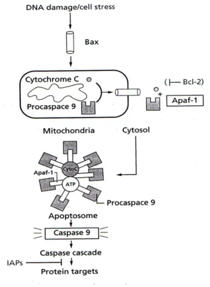 Gambar 1 : Mekanisme molekuler terjadinya apoptosis  