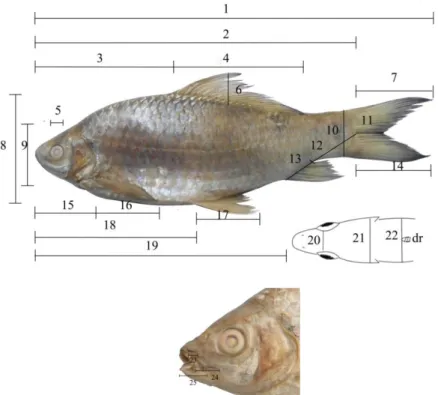 Gambar 1  Skema  Pengukuran  Morfometrik  Ikan  melem  biru.  1.  panjang  total  (Total  length /  TL);  2