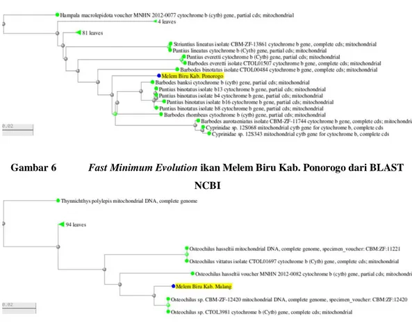 Gambar 6   Fast Minimum Evolution ikan Melem Biru Kab. Ponorogo dari BLAST  NCBI 