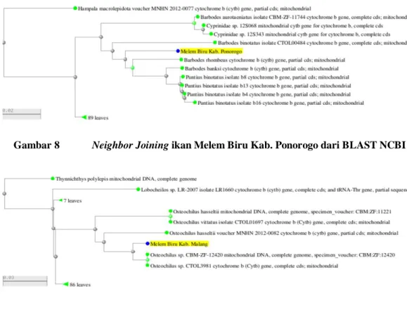 Gambar 8   Neighbor Joining ikan Melem Biru Kab. Ponorogo dari BLAST NCBI 