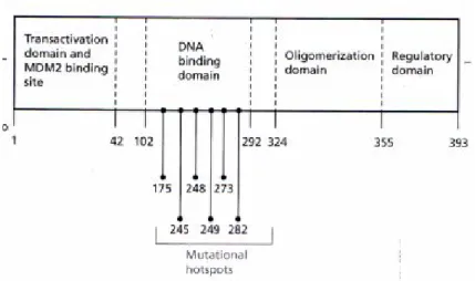 Gambar 2.2 : Struktur gen p53. 