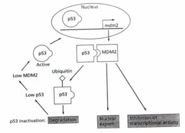 Gambar 2.3 : Regulasi p53 oleh MDM2 