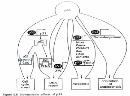 Gambar 2.5 : Downstream efek dari p53 