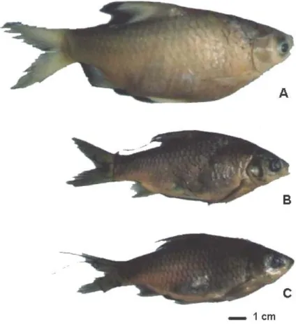 Gambar 1. Morfologi ikan tawes dari (A) Gua Serpeng, (B) Sungai Kalisuci dan (C) Telaga Desa Serpeng.