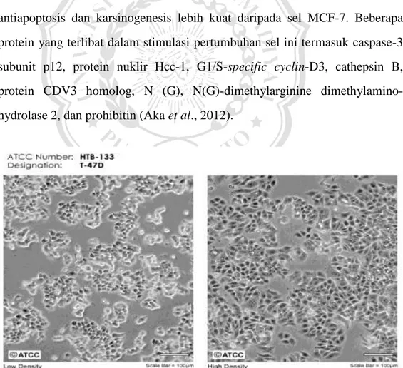 Gambar 2.1. Morfologi sel T47D (Sumber: ATCC)  