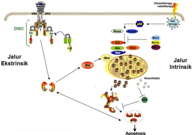 Gambar 4. Jalur intrinsik dan ekstrinsik pada mekanisme apoptosis (Reuter et al., 2008)
