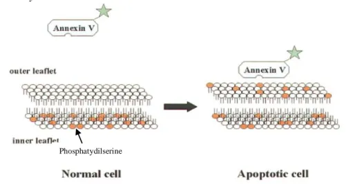 Gambar 5. Skema perubahan asimetri membran pada sel yang mengalami apoptosis (van  Engeland et al., 1998)