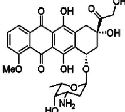 Gambar 6. Struktur kimia doxorubicin (Chen et al., 2006) 