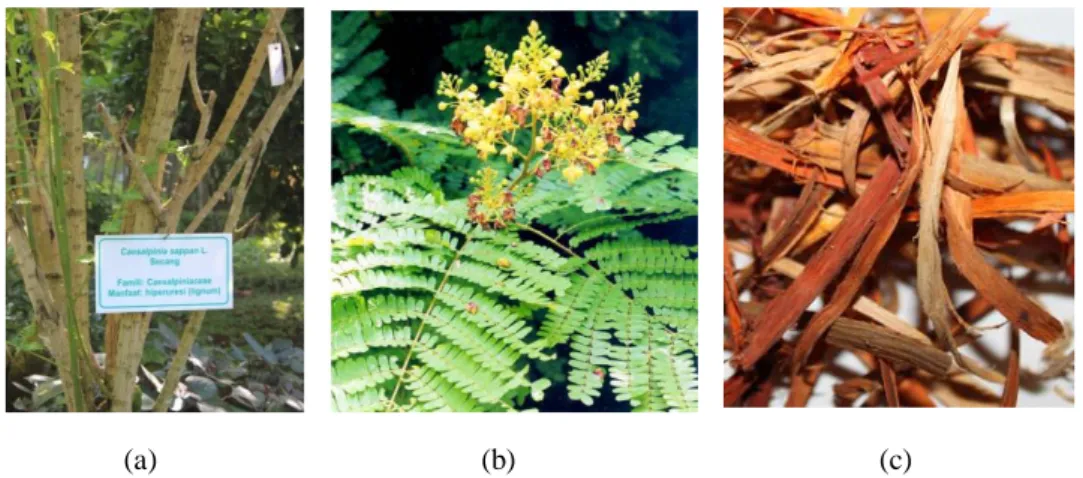 Gambar 7. Tanaman secang (Caesalpinia sappan L.) (Badami et al., 2004; Foto pribadi diambil  di koleksi tanaman B2P2TOOT)