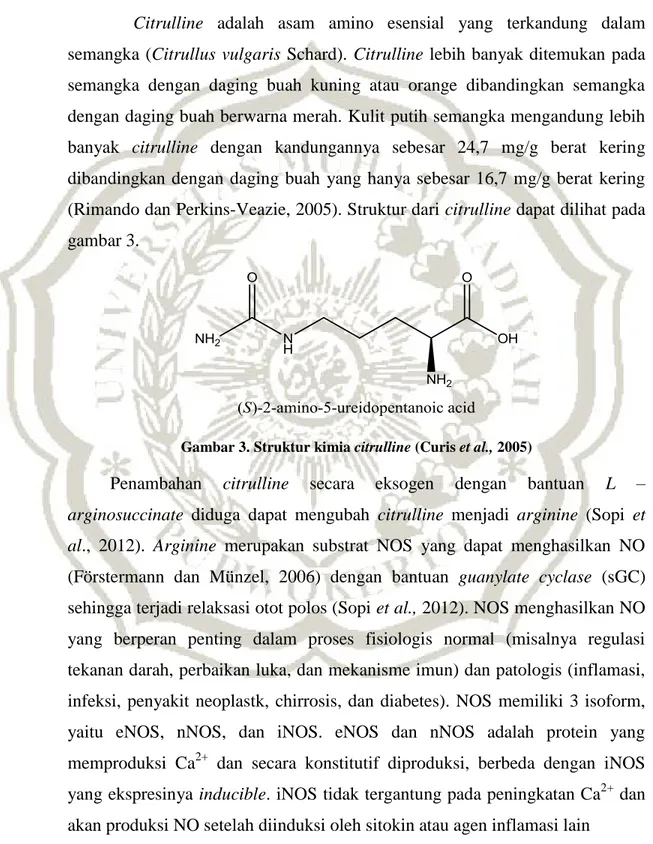 Gambar 3. Struktur kimia citrulline (Curis et al., 2005)
