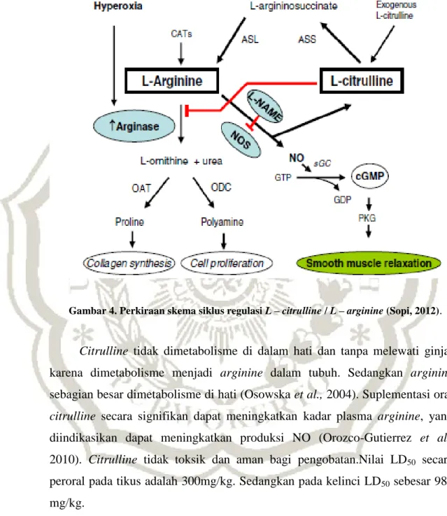 Gambar 4. Perkiraan skema siklus regulasi L – citrulline / L – arginine (Sopi, 2012) 