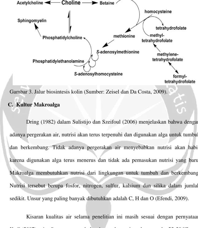 Gambar 3. Jalur biosintesis kolin (Sumber: Zeisel dan Da Costa, 2009). 