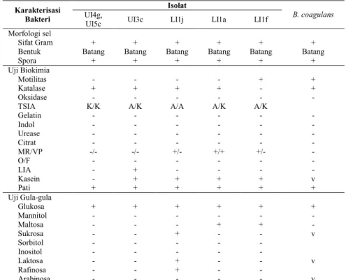 Table 4. Karakterisasi Bakteri pada Kode Isolat UI4g, UI5c, UI3c, LI1j, LI1a dan  LI1f  Karakterisasi  Bakteri Isolat B