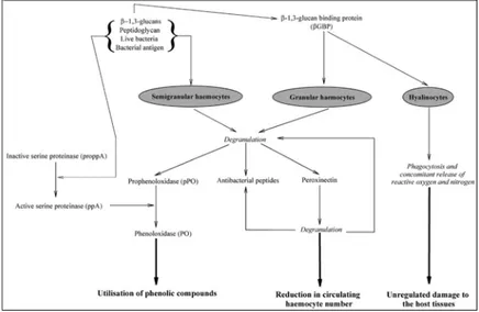 Gambar 1. Potensial merusak dari aplikasi immunstimulant untuk menstimulasi system immune krustase (Smith et al., 2003)