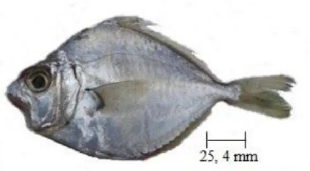 Gambar 2 Ikan Pepetek (Leiognathus equulus)  Sumber: Ramadhani (2016)  2.  Ikan swanggi (Priacanthus tayenus) 