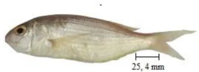 Gambar 6 Ikan Kurisi (Upeneus moluccensis)  Sumber: Muhali (2016) 