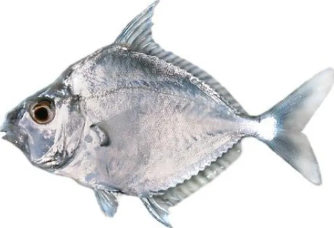 Gambar 8 Leiognathus equulus.
